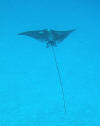 eagle rays are a regular sighting snorkeling aitutaki lagoon