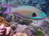 beautiful parrot fish aitutaki diving