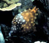 interesting species aitutaki diving