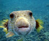 puffers are popular while snorkeling Aitutaki lagoon