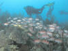 view schools of squirrel fish snorkeling the cook islands