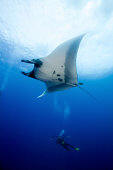 manta visits the scuba divers cook islands