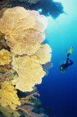 diving aitutaki cook islands