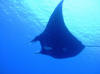 aitutaki cook islands local resident manta ray