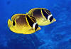 butterfly fishes, snorkeling Aitutaki lagoon