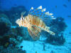 lionfish, poison