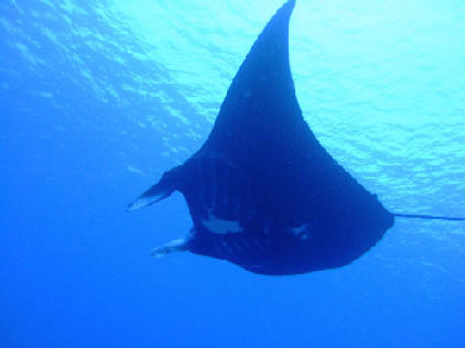 manta ray