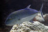 these veracious feeders crash the shorlind driving bait onto the beach, aitutaki lagoon snorkeling