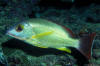 Flametail snapper, tasty and shy, snorkeling aitutaki, cook islands