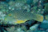 The cutest little guys, snorkeling the coral heads yoou will see a few of these delightful fellows