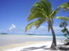 coconut tree