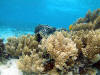 snorkeling aitutaki lagoon, cook islands