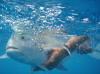 releasing a trevally sport fishing aitutaki, cook islands fishing